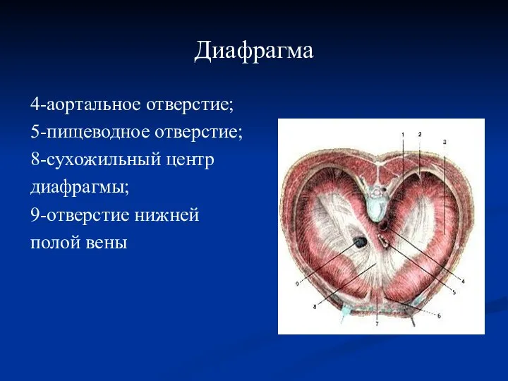 Диафрагма 4-аортальное отверстие; 5-пищеводное отверстие; 8-сухожильный центр диафрагмы; 9-отверстие нижней полой вены