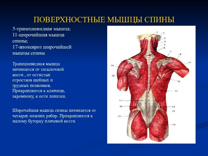 ПОВЕРХНОСТНЫЕ МЫШЦЫ СПИНЫ 5-трапециевидная мышца; 11-широчайшая мышца спины; 17-апоневроз широчайшей мышцы спины