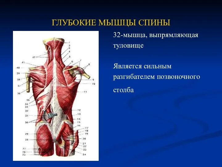 ГЛУБОКИЕ МЫШЦЫ СПИНЫ 32-мышца, выпрямляющая туловище Является сильным разгибателем позвоночного столба