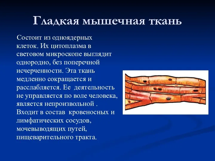 Гладкая мышечная ткань Состоит из одноядерных клеток. Их цитоплазма в световом микроскопе