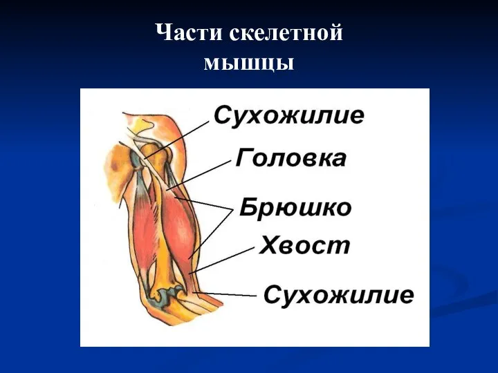 Части скелетной мышцы