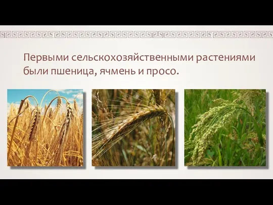 Первыми сельскохозяйственными растениями были пшеница, ячмень и просо.