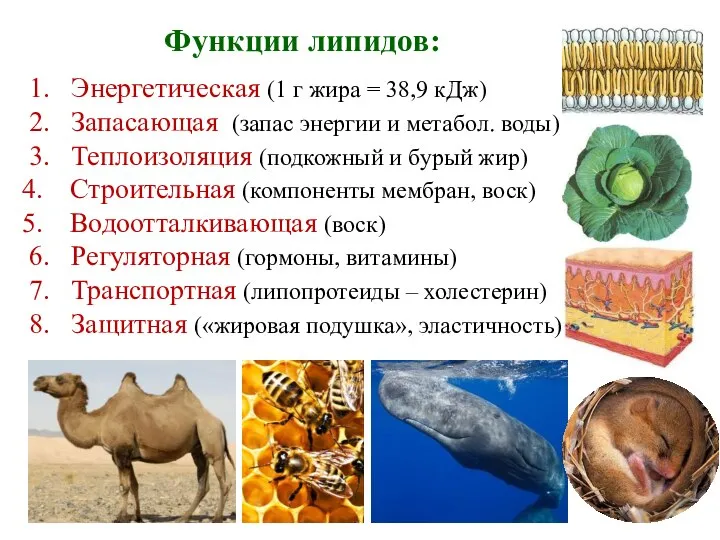 Функции липидов: 1. Энергетическая (1 г жира = 38,9 кДж) 2. Запасающая