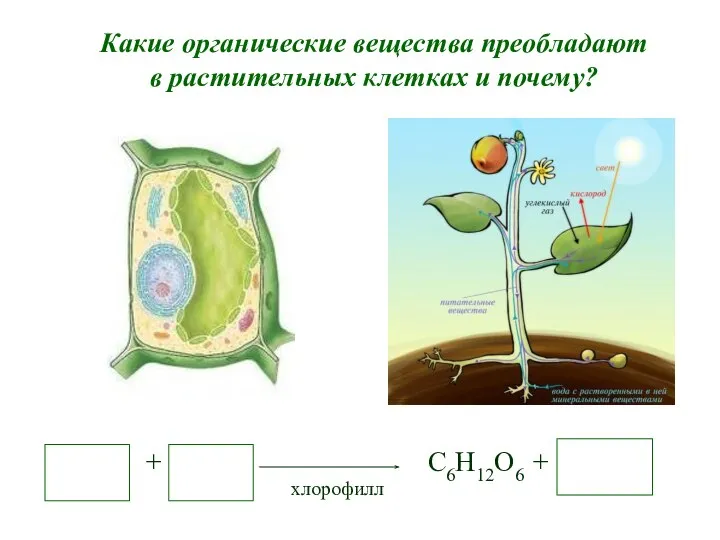 Какие органические вещества преобладают в растительных клетках и почему? + С6Н12О6 + хлорофилл