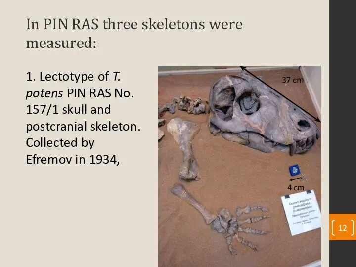 In PIN RAS three skeletons were measured: 1. Lectotype of T. potens