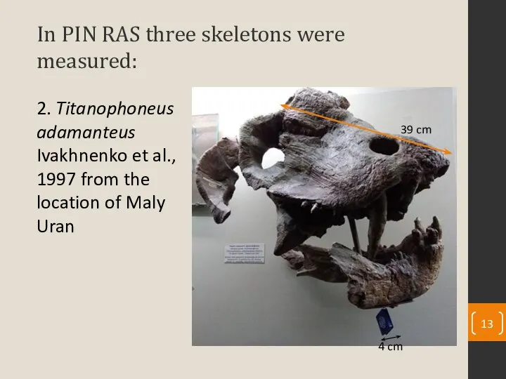 In PIN RAS three skeletons were measured: 2. Titanophoneus adamanteus Ivakhnenko et