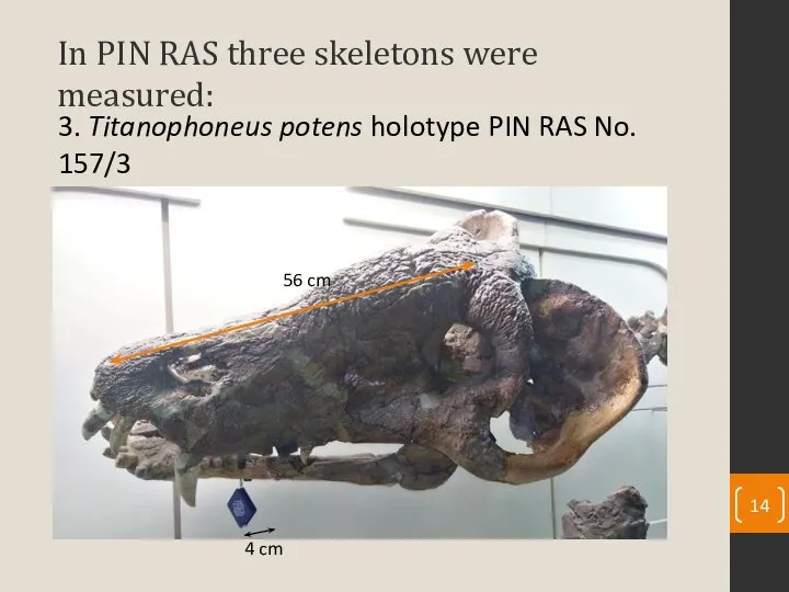 In PIN RAS three skeletons were measured: 3. Titanophoneus potens holotype PIN