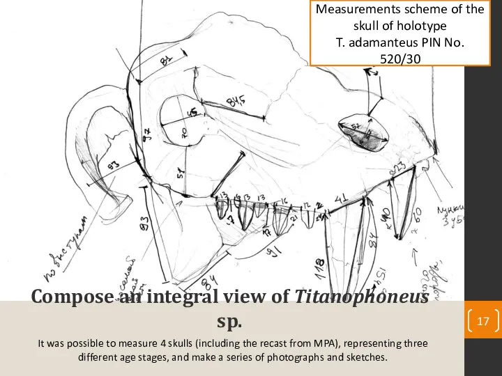 Compose an integral view of Titanophoneus sp. It was possible to measure