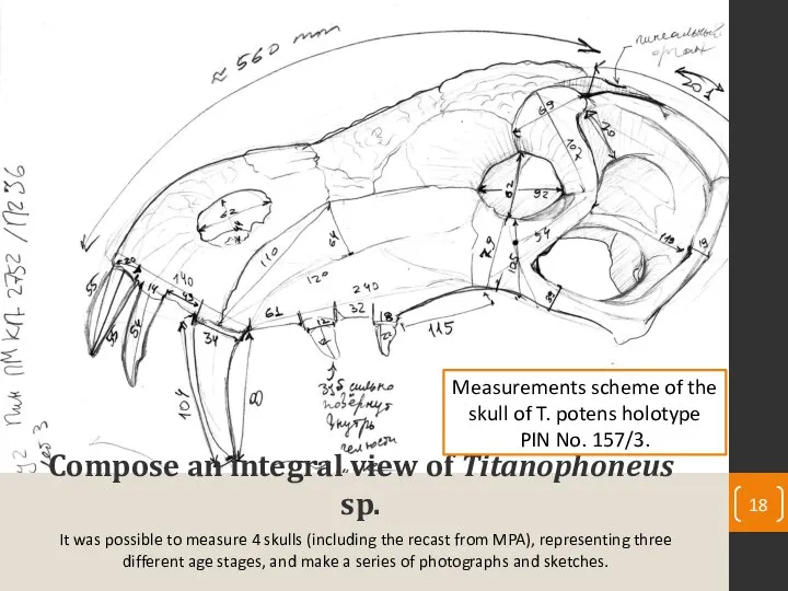 Compose an integral view of Titanophoneus sp. It was possible to measure