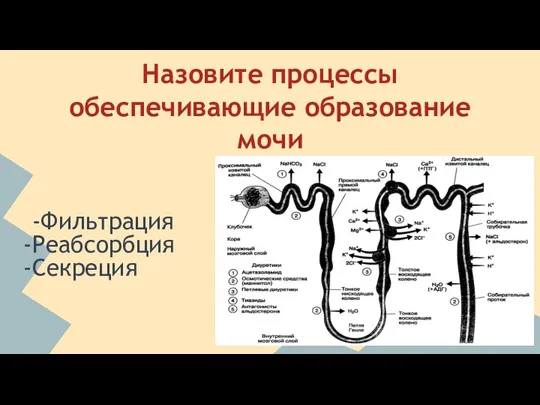 Назовите процессы обеспечивающие образование мочи -Фильтрация Реабсорбция Секреция