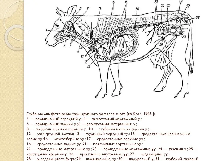 Глубокие лимфатические узлы крупного рогатого скота [из Koch, 1965 ]: 3 —