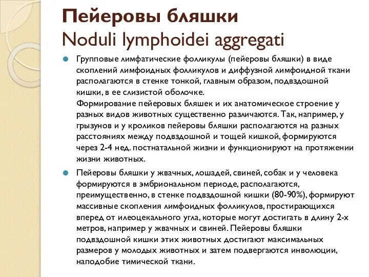 Пейеровы бляшки Noduli lymphoidei aggregati Групповые лимфатические фолликулы (пейеровы бляшки) в виде