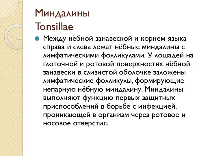 Миндалины Tonsillae Между нёбной занавеской и корнем языка справа и слева лежат