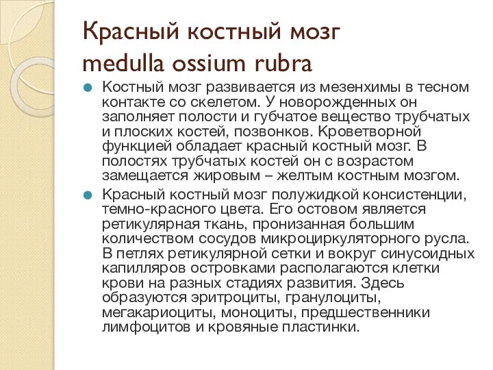 Красный костный мозг medulla ossium rubra Костный мозг развивается из мезенхимы в