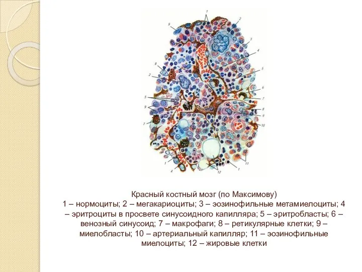 Красный костный мозг (по Максимову) 1 – нормоциты; 2 – мегакариоциты; 3