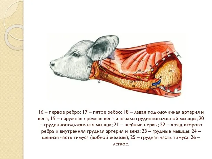 16 – первое ребро; 17 – пятое ребро; 18 – левая подключичная