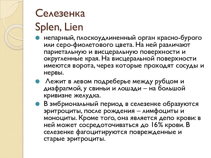 Селезенка Splen, Lien непарный, плоскоудлиненный орган красно-бурого или серо-фиолетового цвета. На ней