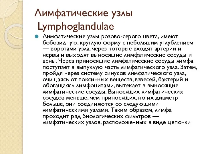 Лимфатические узлы Lymphoglandulae Лимфатические узлы розово-серого цвета, имеют бобовидную, круглую форму с