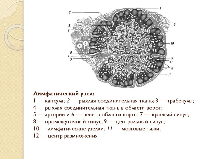 Лимфатический узел: 1 — капсула; 2 — рыхлая соединительная ткань; 3 —