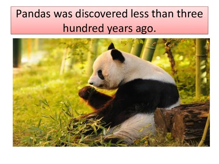 Pandas was discovered less than three hundred years ago.