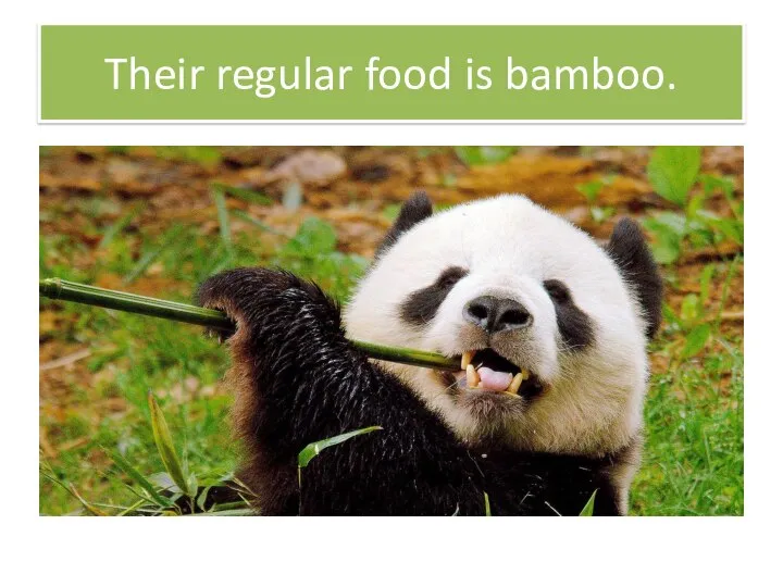Their regular food is bamboo.