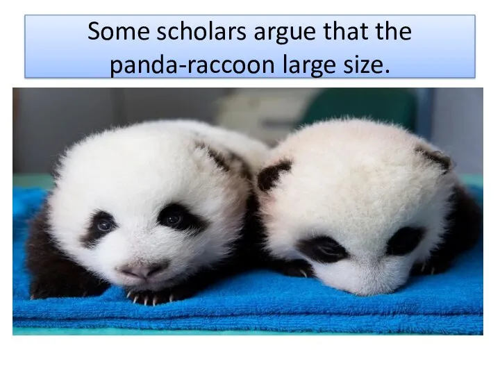 Some scholars argue that the panda-raccoon large size.