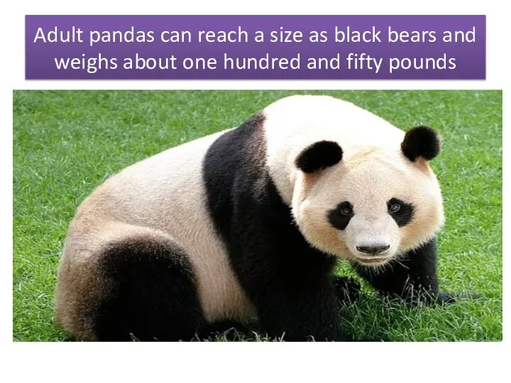 Adult pandas can reach a size as black bears and weighs about