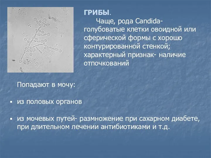 ГРИБЫ. Чаще, рода Candida- голубоватые клетки овоидной или сферической формы с хорошо