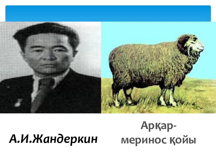 А.И.Жандеркин Арқар-меринос қойы