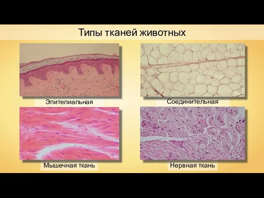Эпителиальная ткань Типы тканей животных Соединительная ткань Reytan Мышечная ткань Нервная ткань Polarlys