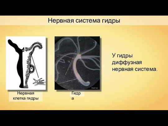 Нервная система гидры Нервная клетка гидры У гидры диффузная нервная система. Гидра Oinari-san
