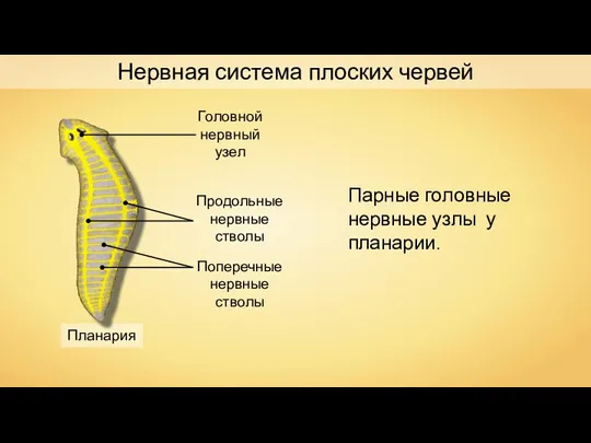 Планария Нервная система плоских червей Головной нервный узел Продольные нервные стволы Поперечные