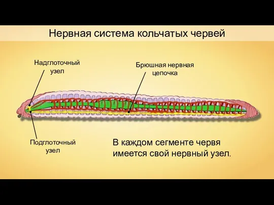 Нервная система кольчатых червей Надглоточный узел Подглоточный узел Брюшная нервная цепочка В