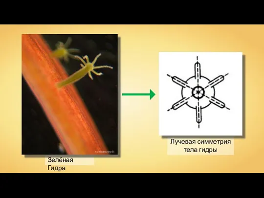 Лучевая симметрия тела гидры Зелёная Гидра Coveredinsevindust