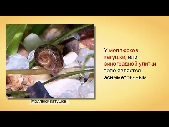 Моллюск катушка Silvana Gericke У моллюсков катушки, или виноградной улитки тело является асимметричным.