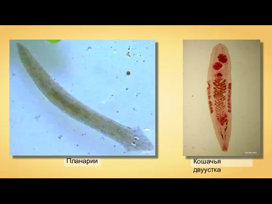 Планарии Mike6271 Кошачья двуустка Hamboneks