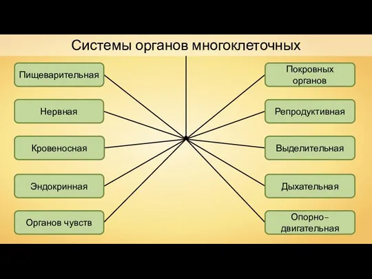 Системы органов многоклеточных Нервная Покровных органов Эндокринная Опорно–двигательная Пищеварительная Органов чувств Выделительная Дыхательная Кровеносная Репродуктивная