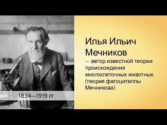 Materialscientist 1834—1919 гг. Илья Ильич Мечников — автор известной теории происхождения многоклеточных животных (теория фагоцителлы Мечникова).