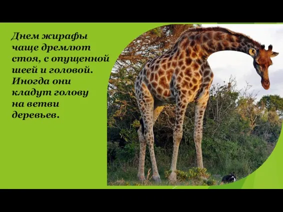 Днем жирафы чаще дремлют стоя, с опущенной шеей и головой. Иногда они