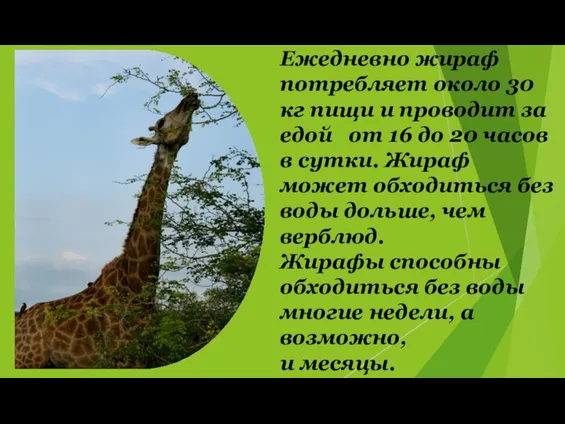 Ежедневно жираф потребляет около 30 кг пищи и проводит за едой от