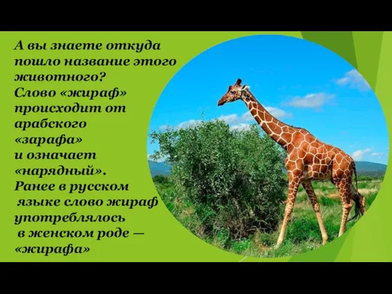 А вы знаете откуда пошло название этого животного? Слово «жираф» происходит от