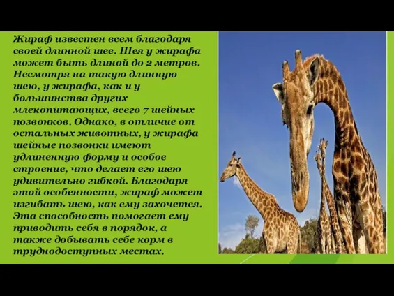 Жираф известен всем благодаря своей длинной шее. Шея у жирафа может быть