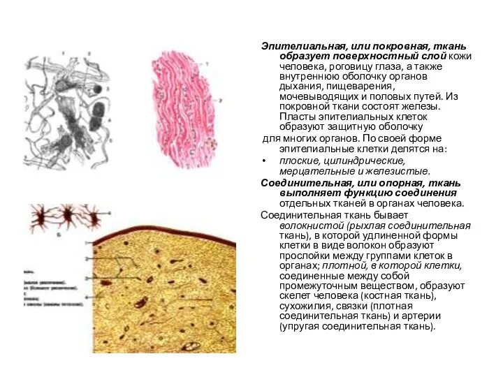 Эпителиальная, или покровная, ткань образует поверхностный слой кожи человека, роговицу глаза, а