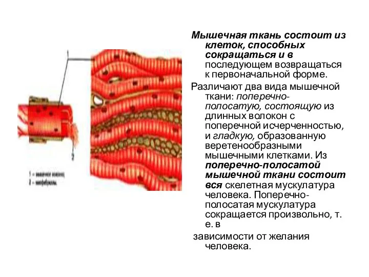 Мышечная ткань состоит из клеток, способных сокращаться и в последующем возвращаться к