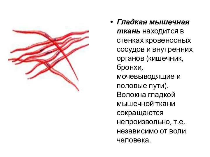 Гладкая мышечная ткань находится в стенках кровеносных сосудов и внутренних органов (кишечник,