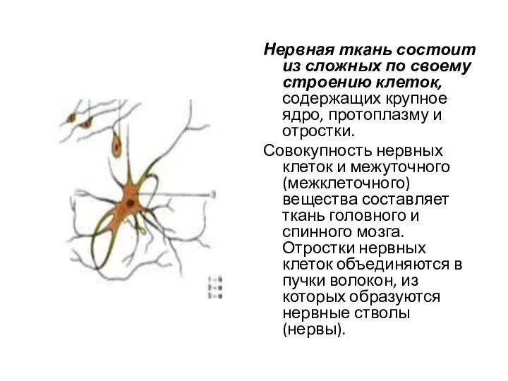 Нервная ткань состоит из сложных по своему строению клеток, содержащих крупное ядро,