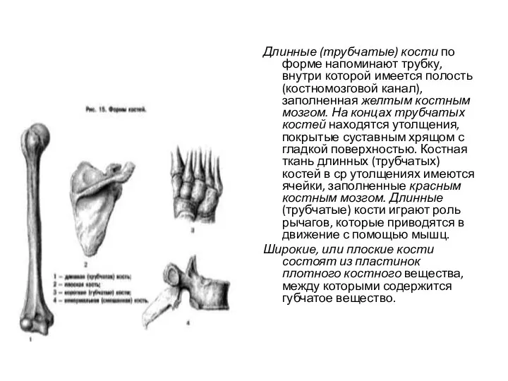 Длинные (трубчатые) кости по форме напоминают трубку, внутри которой имеется полость (костномозговой