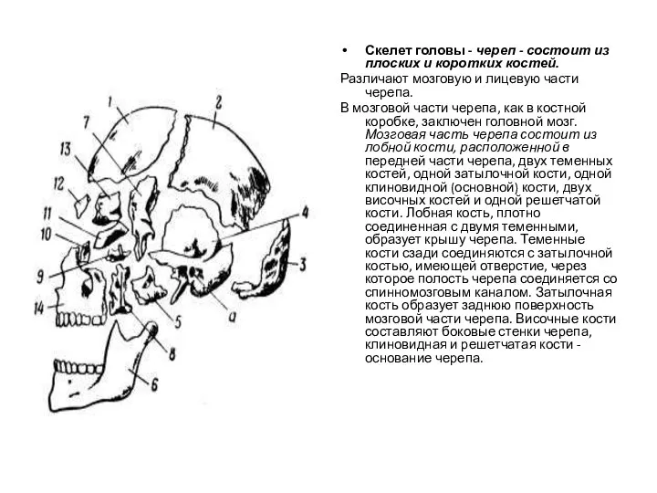 Скелет головы - череп - состоит из плоских и коротких костей. Различают