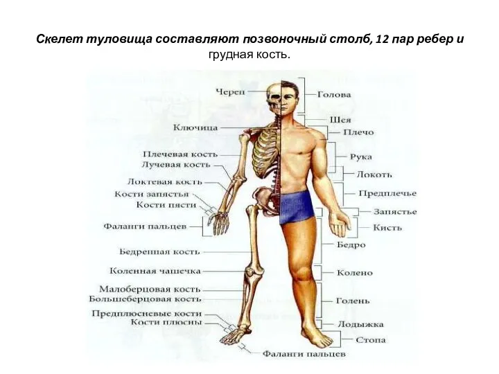 Скелет туловища составляют позвоночный столб, 12 пар ребер и грудная кость.