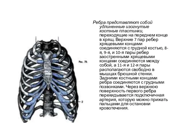 Ребра представляют собой удлиненные изогнутые костные пластинки, переходящие на переднем конце в